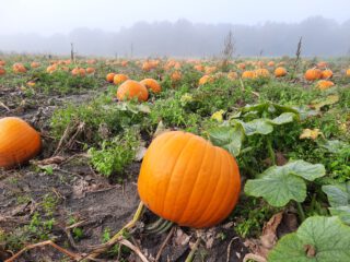 Pick your halloween pumpkins