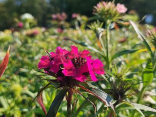 Bloemenpluktuin open