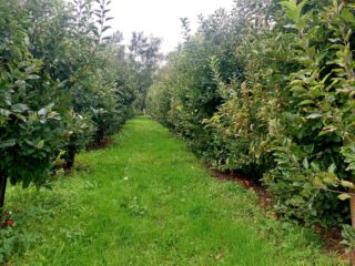 Oude fruitbomen te koop