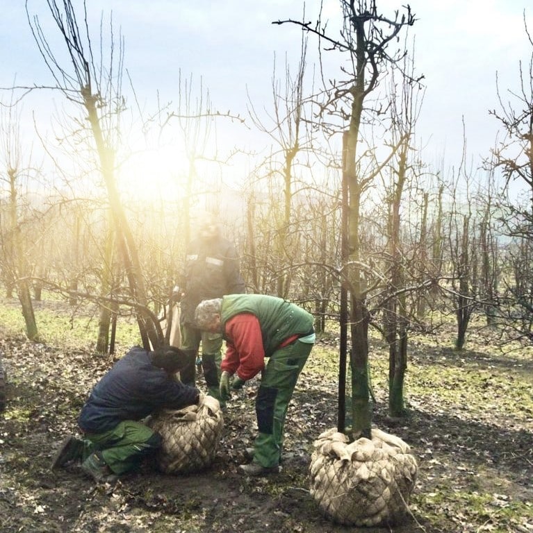 bomen rooien