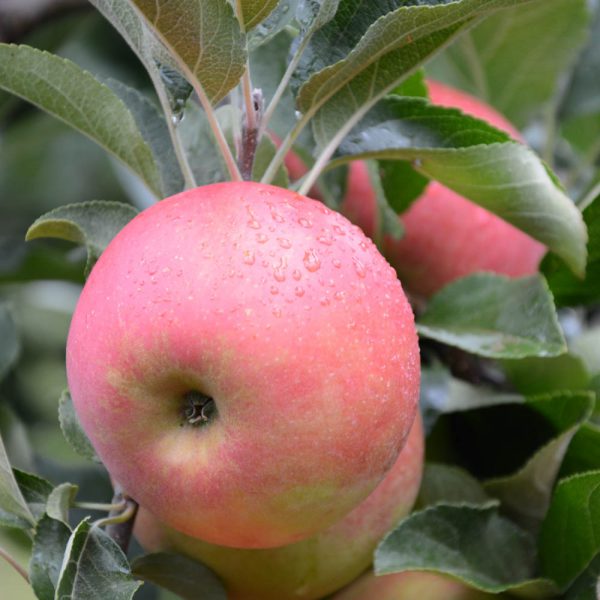 Appels: Goudreinet (1kg)
