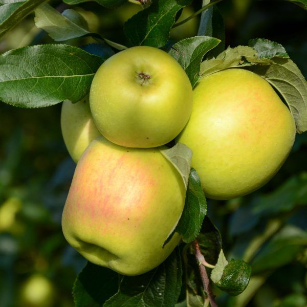 Appels: Delcorf (1kg)