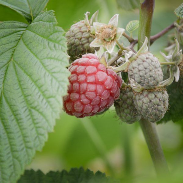Frambozen (250g)
