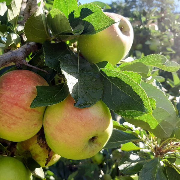 Appels: James Grieve (1kg)