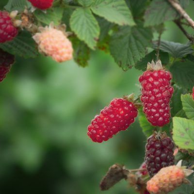 Loganberries (250g)