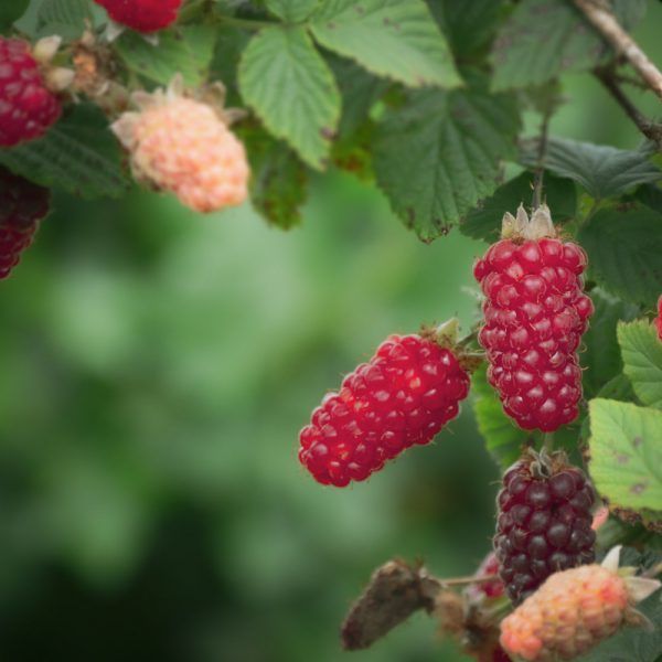 Loganberries (250g)