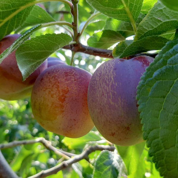 Pruimen: Jubilee (1kg)