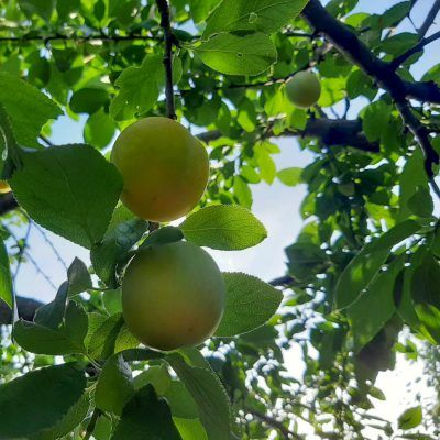 Pruimen: Reine Claude (1kg)