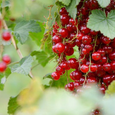 Bakworkshop: taart met zomervruchten