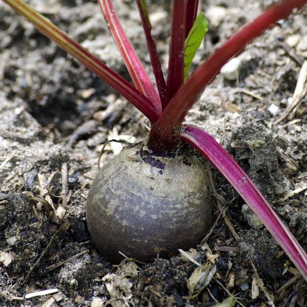 Bietjes (1kg)