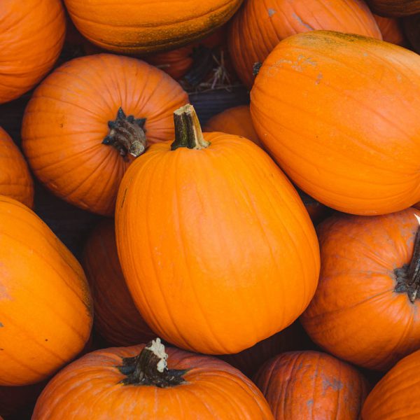 Pompoen: Halloween (+- 5 kg)