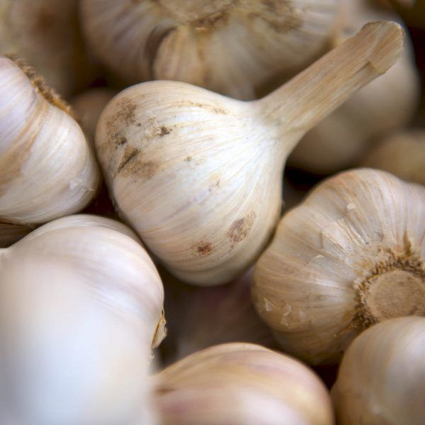 Knoflook (stuk)