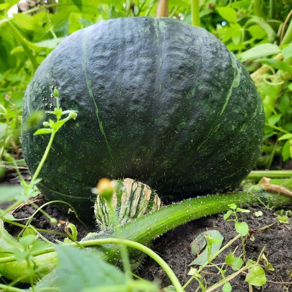 Pompoen: Sweet Momma (stuk ±1kg)