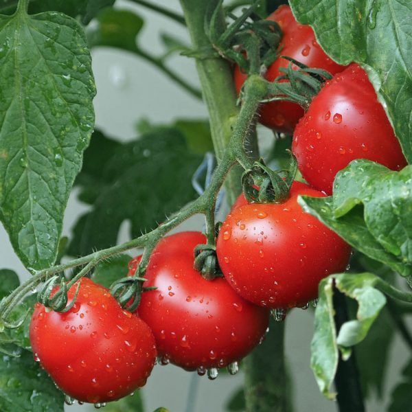 Tomaten: trostomaten (1kg)