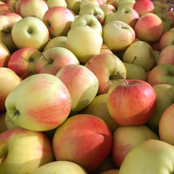 Appels: Sweet Caroline (1kg)