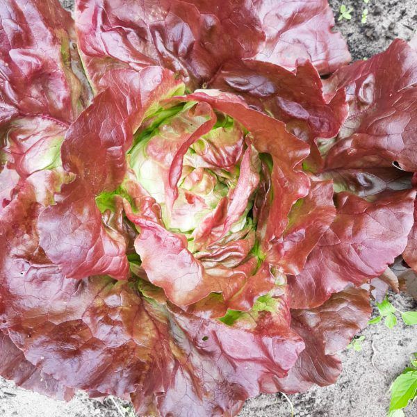 Bladsla rood (stuk)