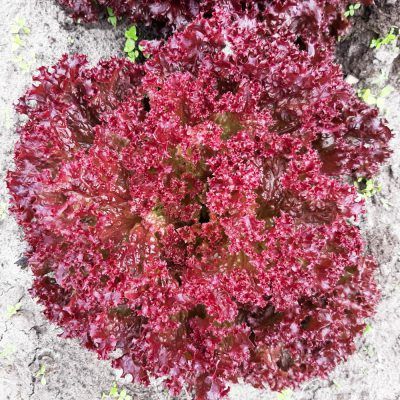 Sla lollo rossa (stuk)