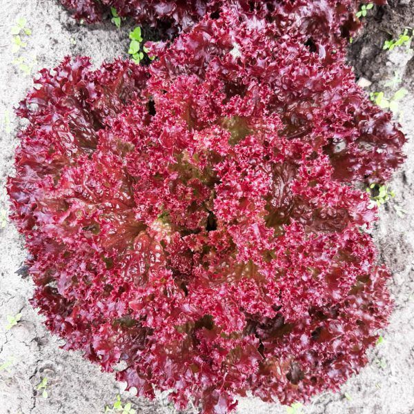 Sla lollo rossa (stuk)