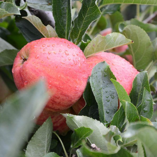 Appels: Gala (1kg)