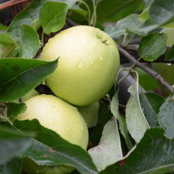 Appels: Golden Delicious (1kg) - Afbeelding 2