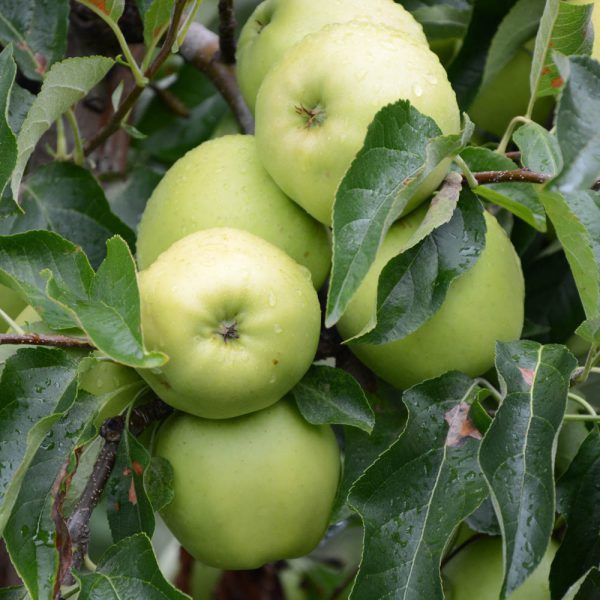 Appels: Golden Delicious (1kg)