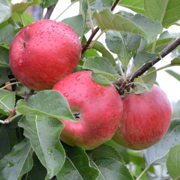 Appels: Santana (1kg)