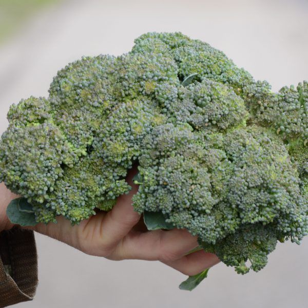 Broccoli (500g)