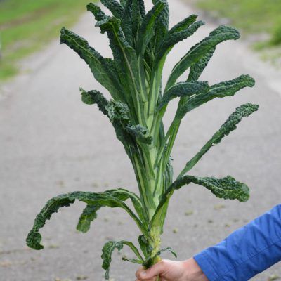 Palmkool (1kg)