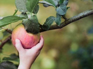 Zelf appels plukken!