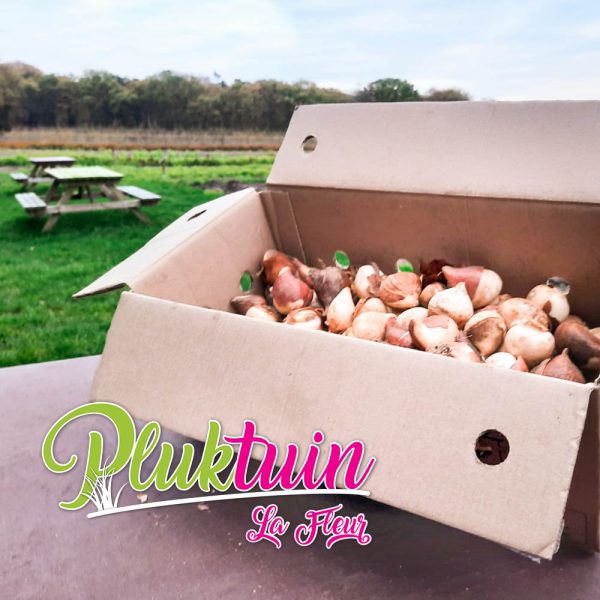 Tulpenbox: ±140 tulpenbollen