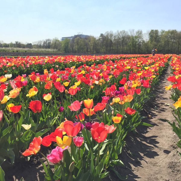 Tulpenbox: ±140 tulpenbollen - Afbeelding 2