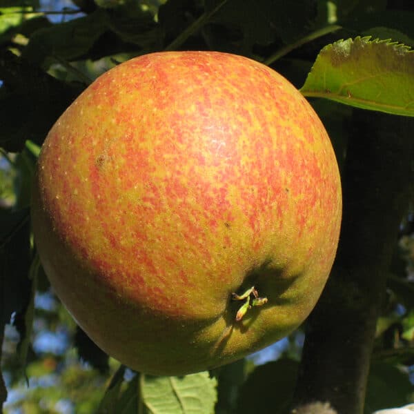 Appels: Cox (1kg)