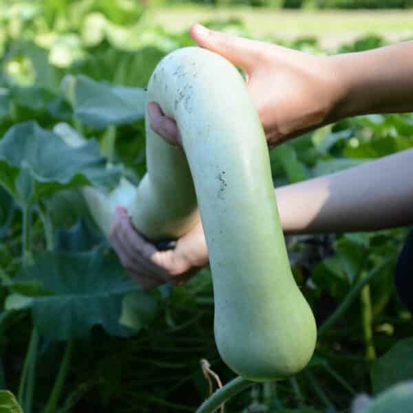 Aziatische Pompoen (Chi Bầu | 葫芦属) ±3kg