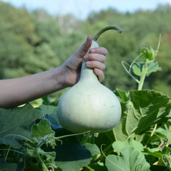 Aziatische Pompoen (Chi Bầu | 葫芦属) ±3kg - Afbeelding 2