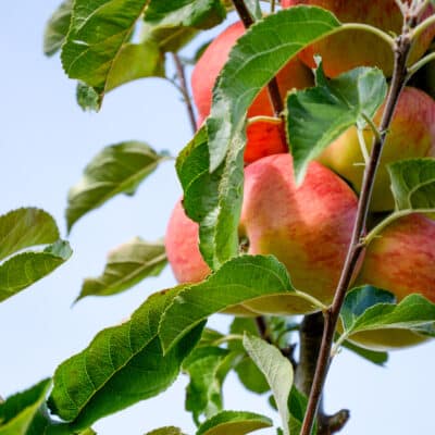 Adopteer een appelboom