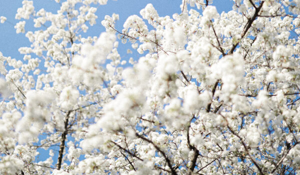 afbeelding_achtergrond_artikel_kersenbloesem