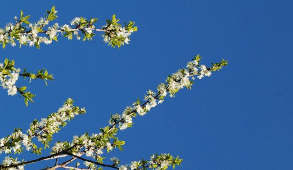 afbeelding_over_ons