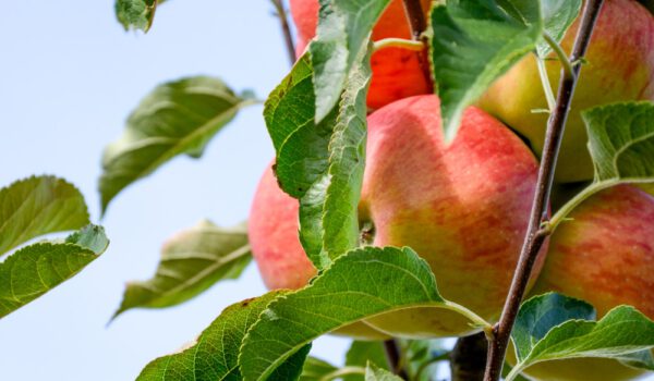 FrankenFruit Adoptieappelboom