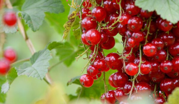 wc_fruit_rodebessen